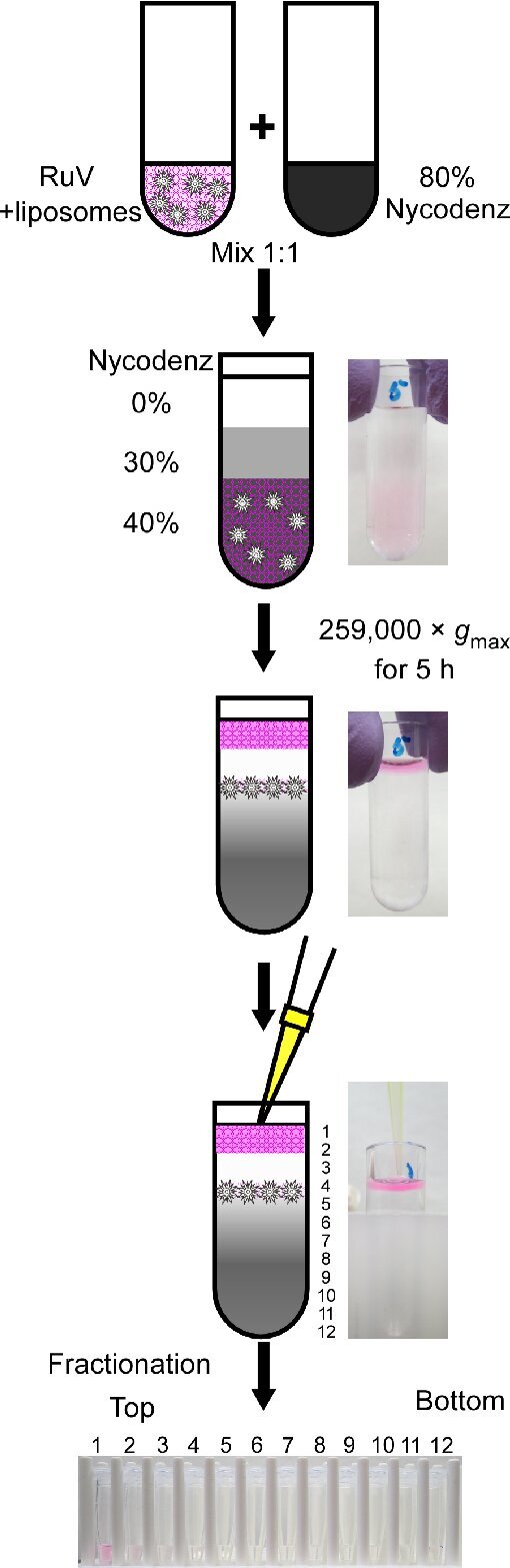 Schematic outline of Nycodenz density gradient fractionation